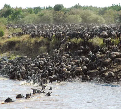 Migración a través del río.