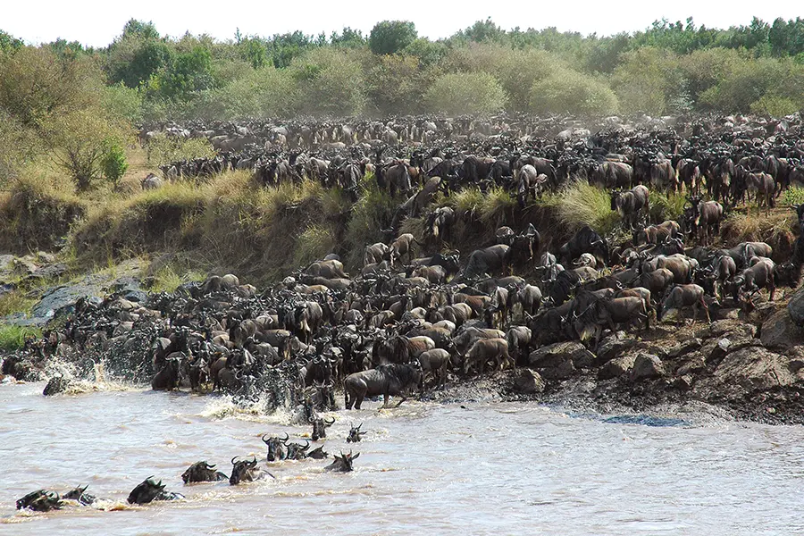 Migración a través del río.