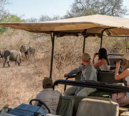 Game drives are a highlight. 