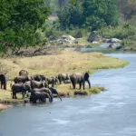 Elephants are frequently spotted. 