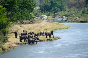 Elephants are frequently spotted. 