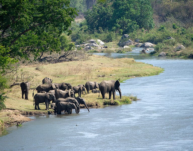 Elephants are frequently spotted. 