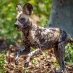 See Africa's endangered wild dog. 
