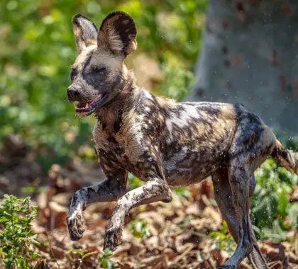 See Africa's endangered wild dog. 