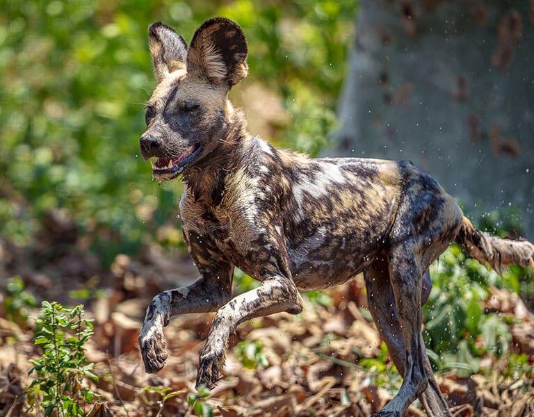 See Africa's endangered wild dog. 