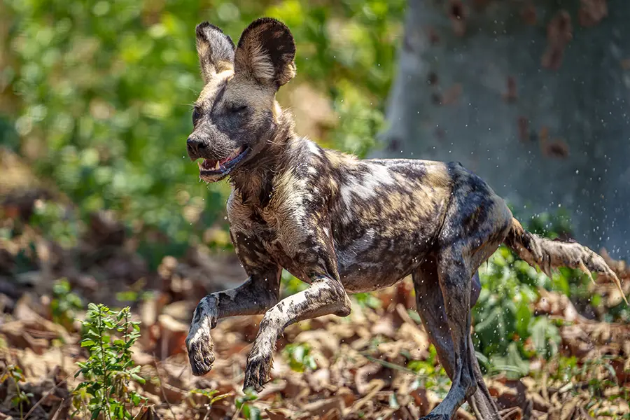 See Africa's endangered wild dog. 