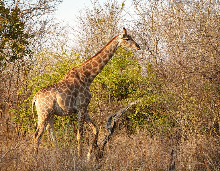 Fantastic wildlife sightings. 