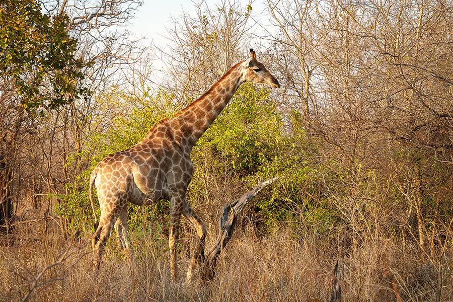 Fantastic wildlife sightings. 