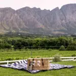 Disfrute de un picnic gourmet en el viñedo. 