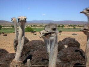 Los avestruces son las aves no voladoras más grandes del mundo.