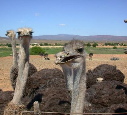 Ostriches are the biggest flightless birds in the world.
