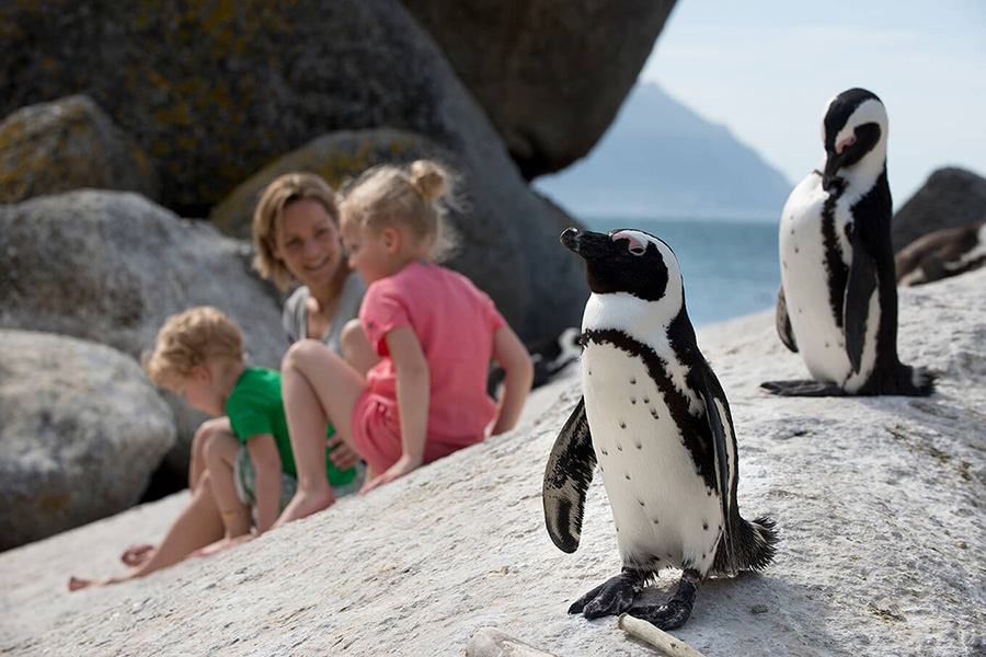 Visit the Boulders Beach penguin colony.
