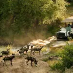 Cani selvatici africani.