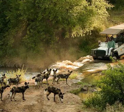 Perros salvajes africanos.