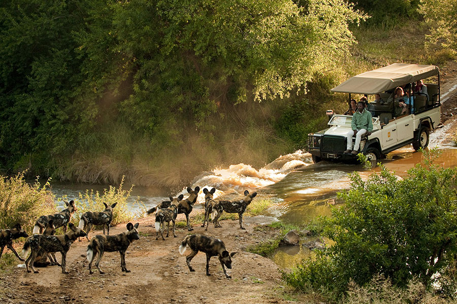African wild dogs.
