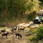 Perros salvajes africanos.