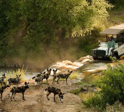Perros salvajes africanos.