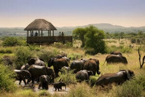 Manadas masivas de elefantes cerca de Morukuru Farm House, en la Reserva de Caza de Madikwe. | Granja Morukuru 