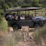 Avistamiento de leones en la Reserva de Caza de Madikwe.