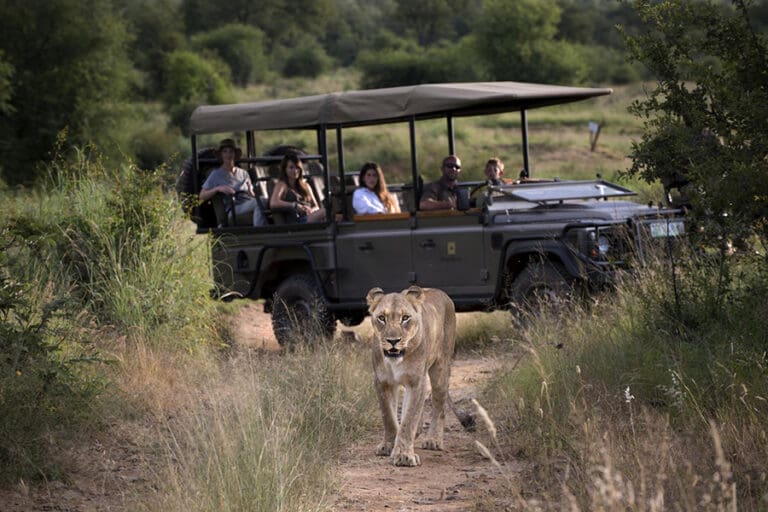 Avistamiento de leones en la Reserva de Caza de Madikwe.