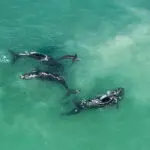 Osservazione delle balene.