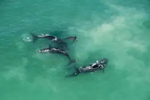 Osservazione delle balene.