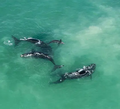 Avistamiento de ballenas.