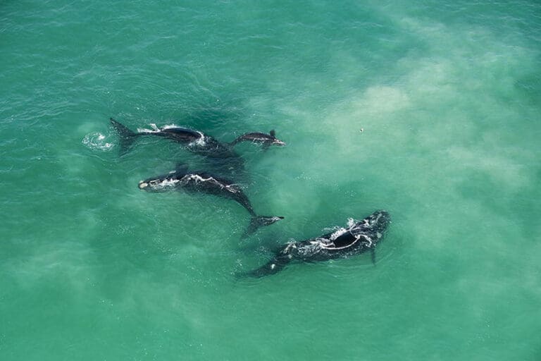 Avistamiento de ballenas.