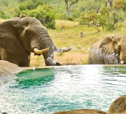 Dónde ir en África para ver elefantes