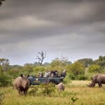Safaris diarios y lugares emocionantes.