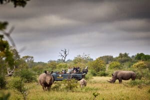 Safaris diarios y lugares emocionantes.