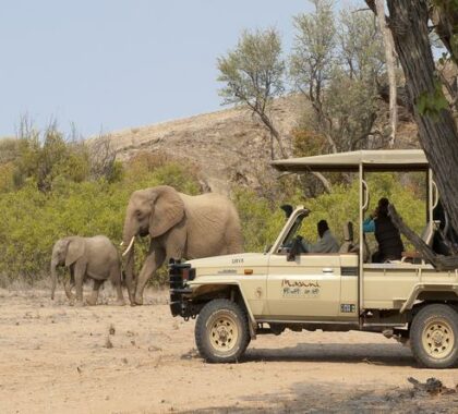 Learn more about african wildlife while going on a game drive
