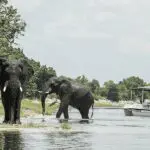 Chobe's dry season delivers some of Africa's best game viewing, including up-close elephant sightings.