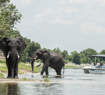 Chobe's dry season delivers some of Africa's best game viewing, including up-close elephant sightings.