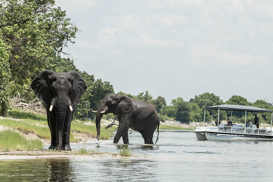 Chobe's dry season delivers some of Africa's best game viewing, including up-close elephant sightings.