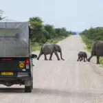 Game drives in Etosha National Park.