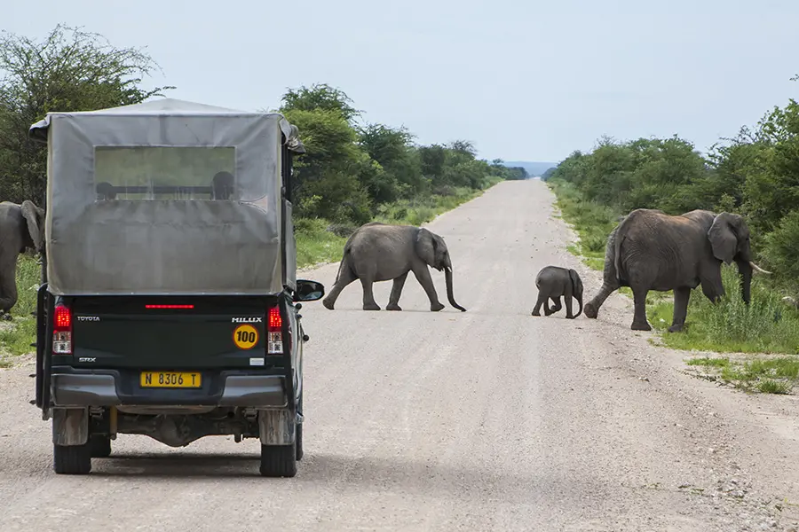 Game drives in Etosha National Park. 