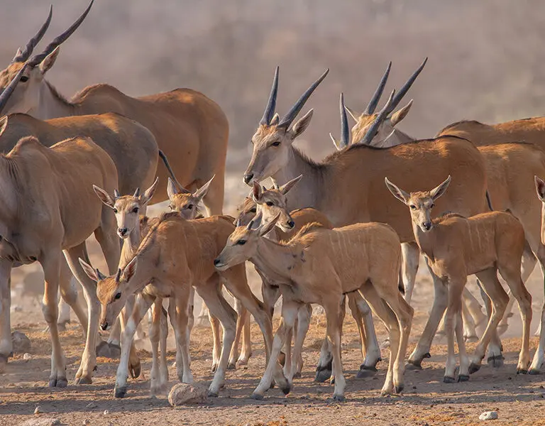 Spot herd of the large, desert-adapted eland in Etosha National Park.