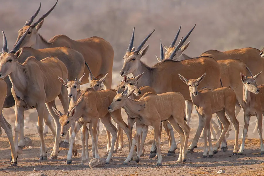 Spot herd of the large, desert-adapted eland in Etosha National Park.