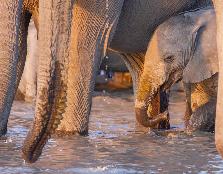 Elephants at the waterhole. 
