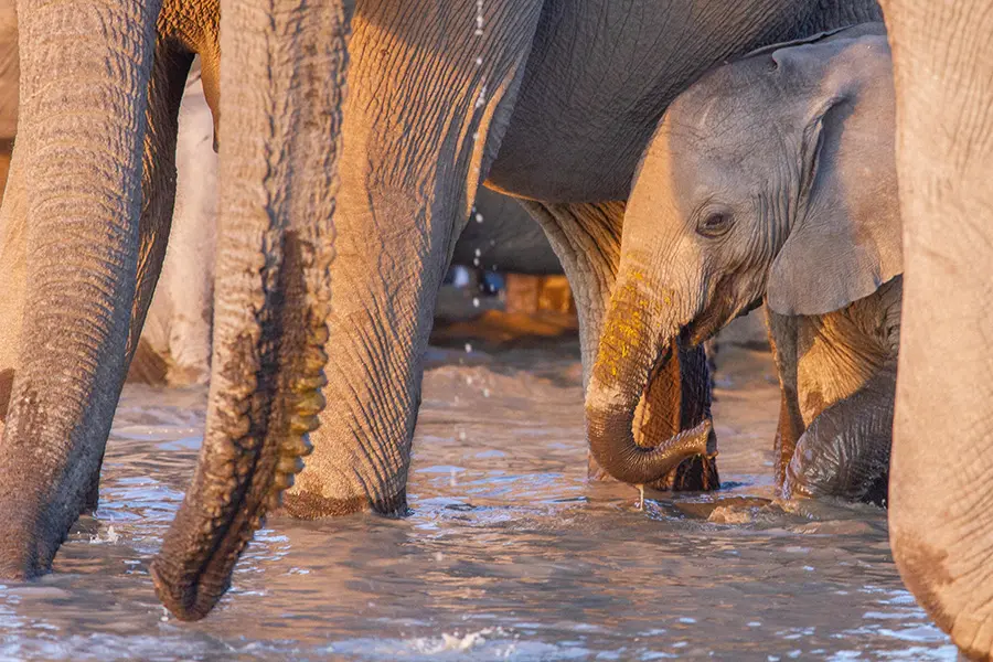Elephants at the waterhole. 