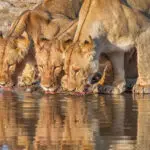 Lions at a waterhole. 