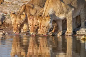 Lions at a waterhole. 