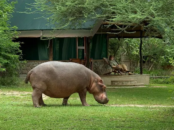 A menudo se ven hipopótamos fuera del agua buscando comida.