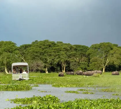 Dedique tiempo a explorar el río Shire en relajadas excursiones en barco.