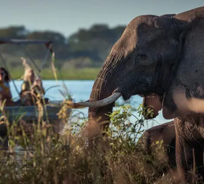 A menudo es posible acercarse a un elefante zancudo, un avistamiento especial.