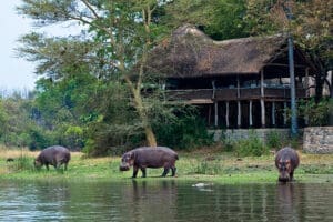 El lodge Mvuu está situado a una distancia perfecta del río, lo que permite disfrutar de unas vistas magníficas.