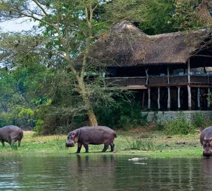 El lodge Mvuu está situado a una distancia perfecta del río, lo que permite disfrutar de unas vistas magníficas.