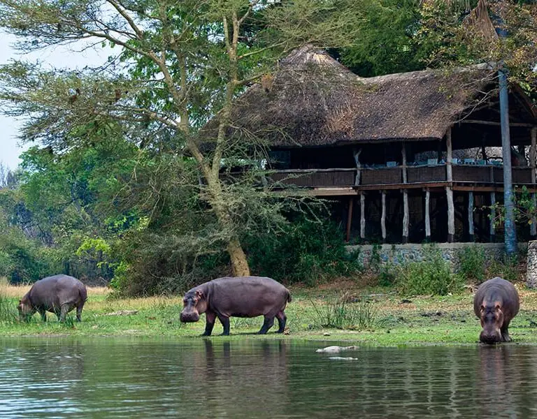 Mvuu lodge is situated in the perfect proximity from the river allowing for great views.