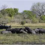 El grupo de hipopótamos que emerge del agua es una oportunidad perfecta para tomar una foto.